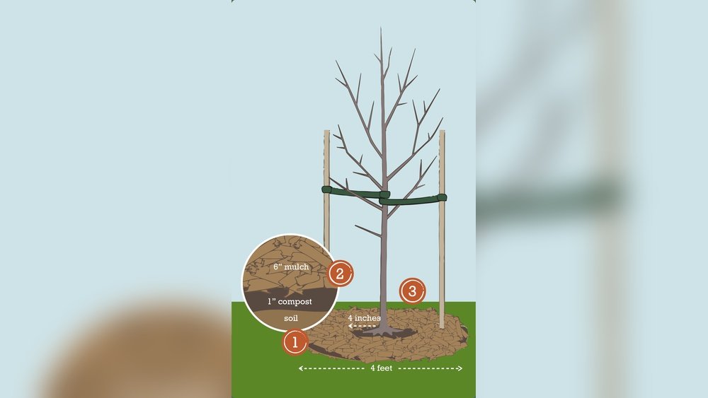 How to Plant a Tree Correctly Step by Step