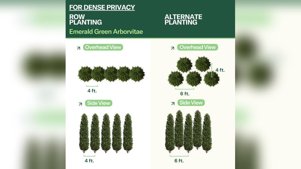 How to Plant Arborvitae for Privacy Tips