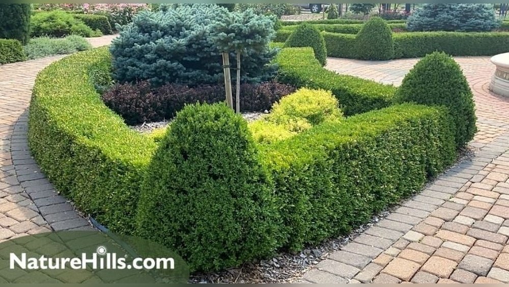 How to Plant Boxwood Hedge Guide Tips