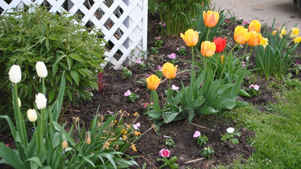 How to Plant Daffodil Bulbs in Fall Tips