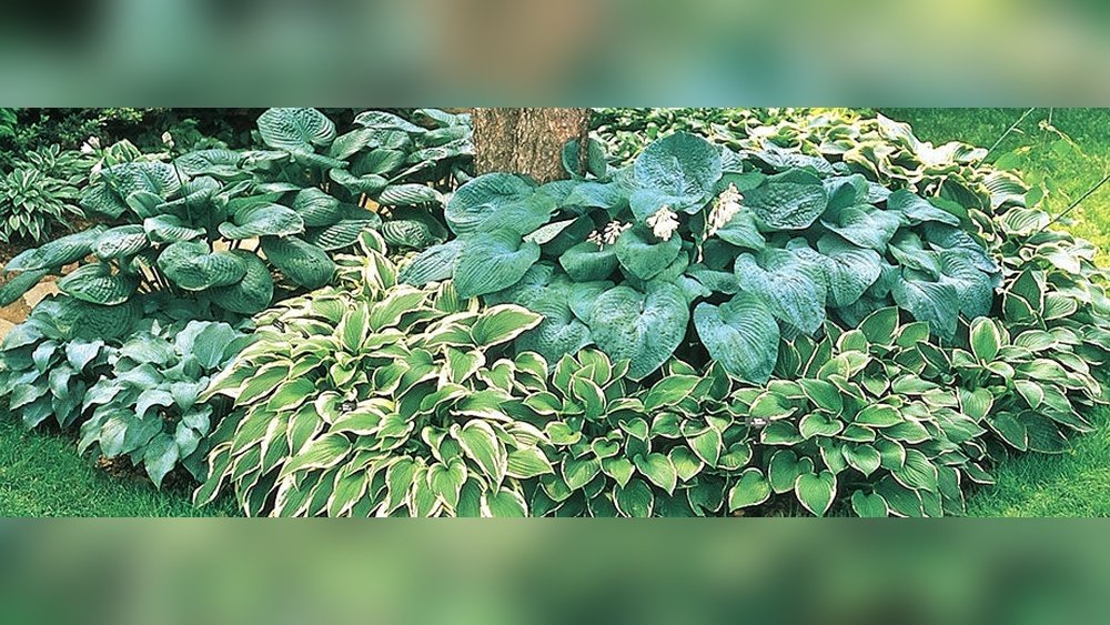 How to Plant Hostas Correctly Guide Tips