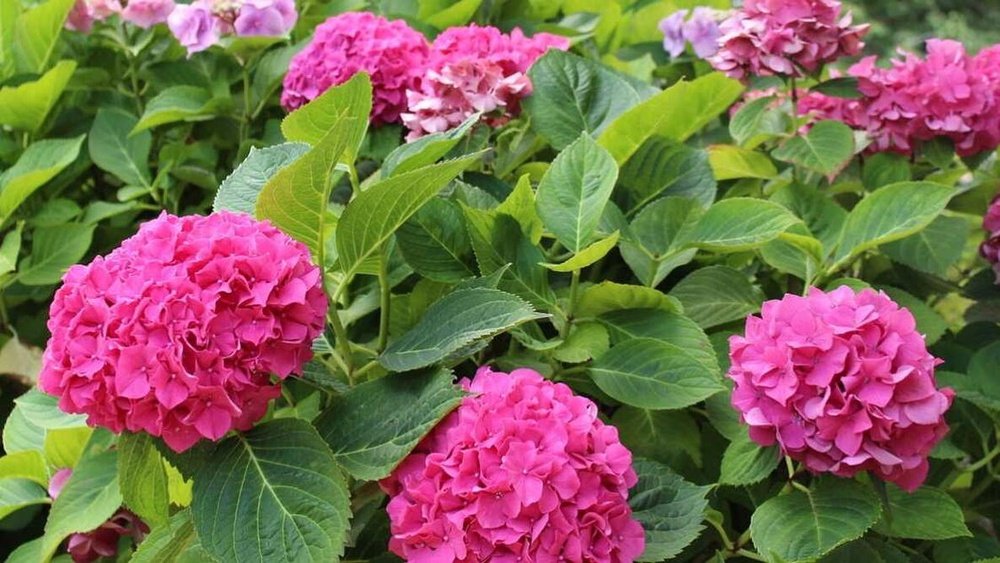 How to Plant Hydrangeas Correctly Guide