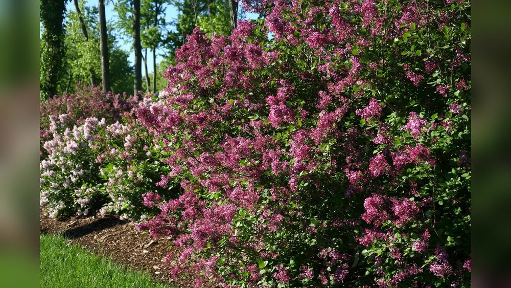 How to Plant Lilac Bush Correctly Guide