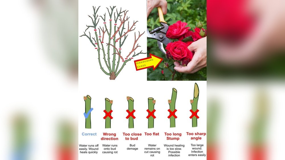 How to Plant Rose Bushes Correctly Guide