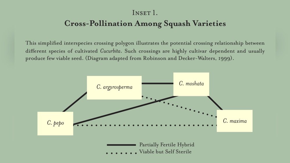 How to Pollinate Squash by Hand Guide
