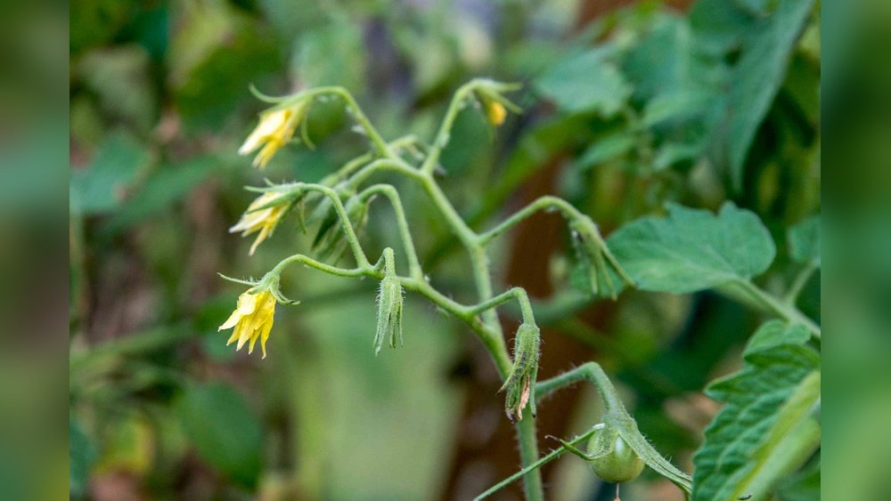 How to Prevent Blossom Drop Tomatoes