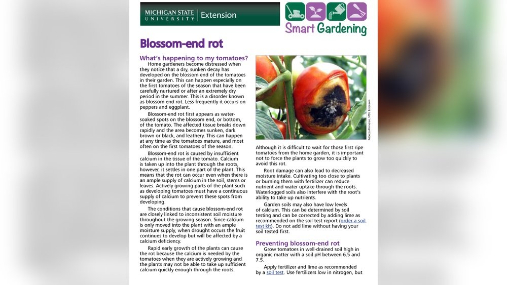 How to Prevent Blossom End Rot Tips