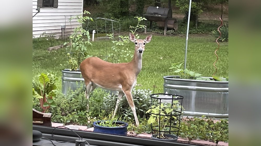 How to Prevent Deer in Vegetable Garden