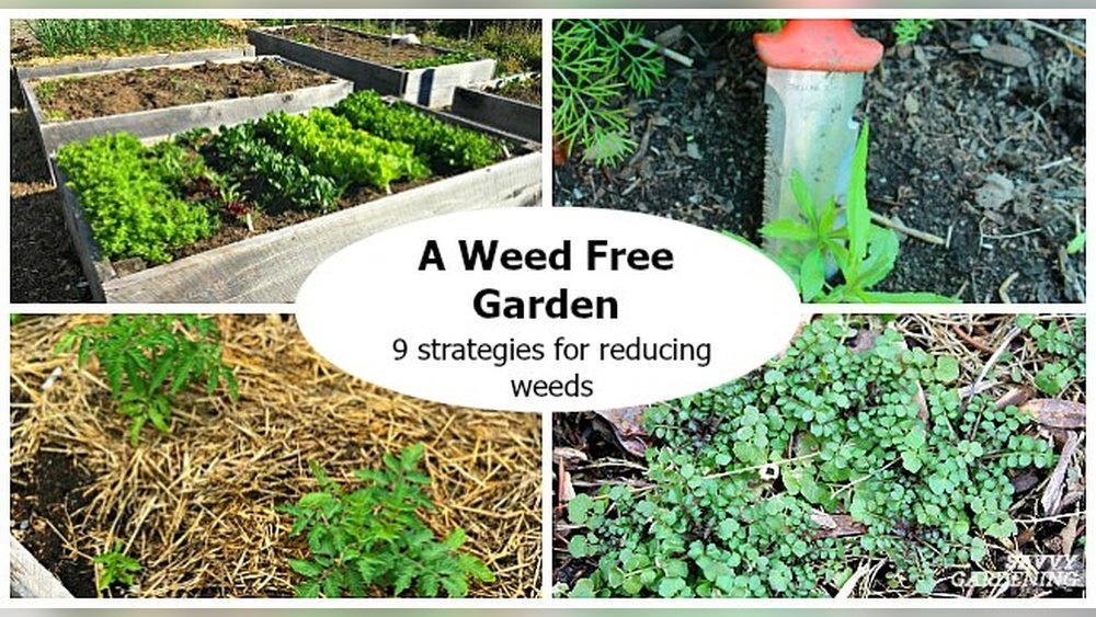 How to Prevent Weeds in Raised Beds Tips
