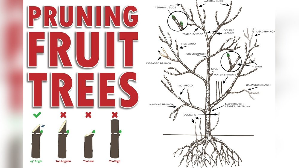 How to Prune Fruit Trees Correctly Tips