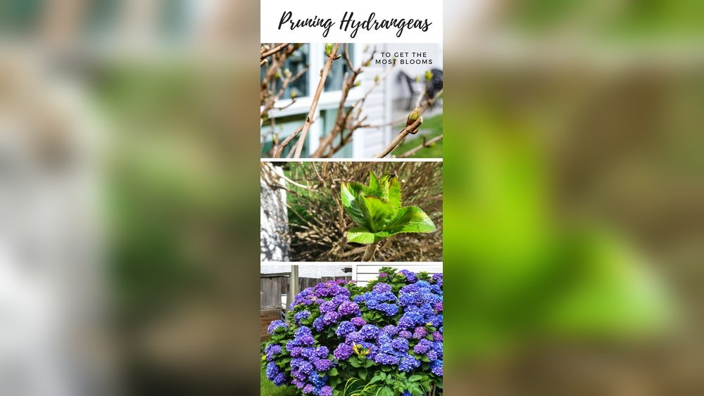 How to Prune Hydrangeas for More Blooms