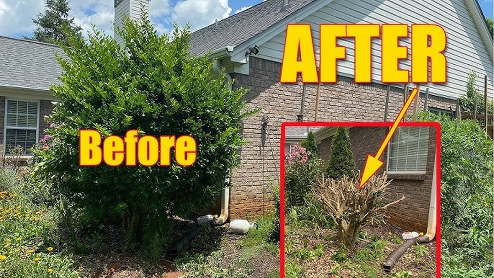 How to Prune Overgrown Shrubs Correctly