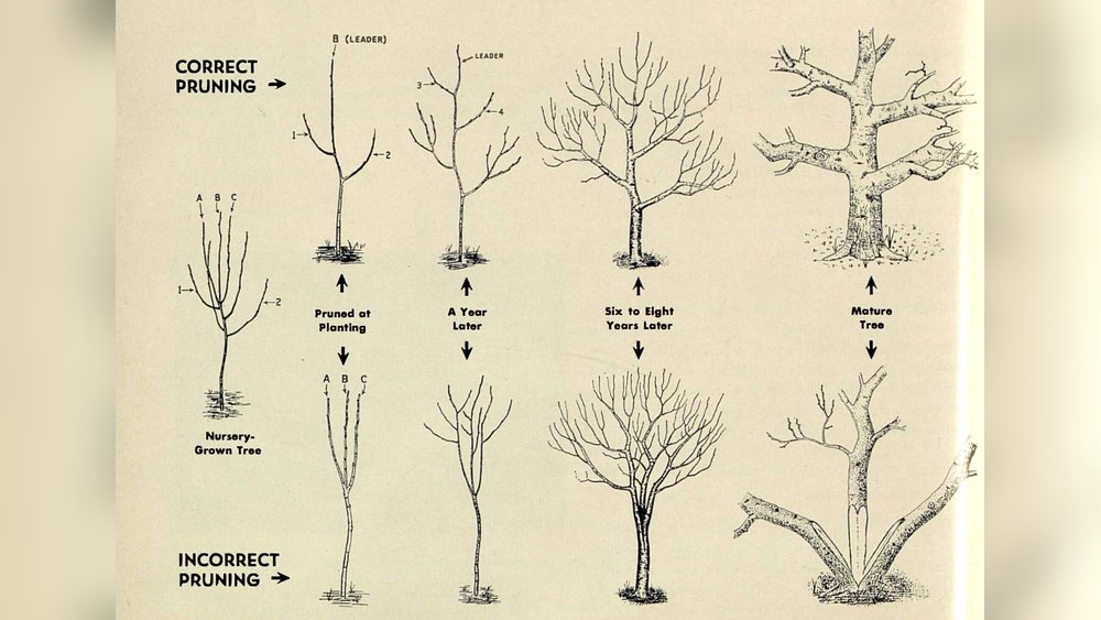 How to Prune Trees in Spring Guide Tips