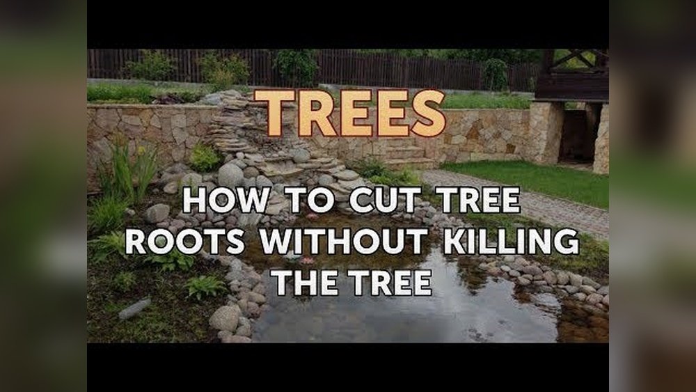 How to Remove Tree Roots Without Killing Tree