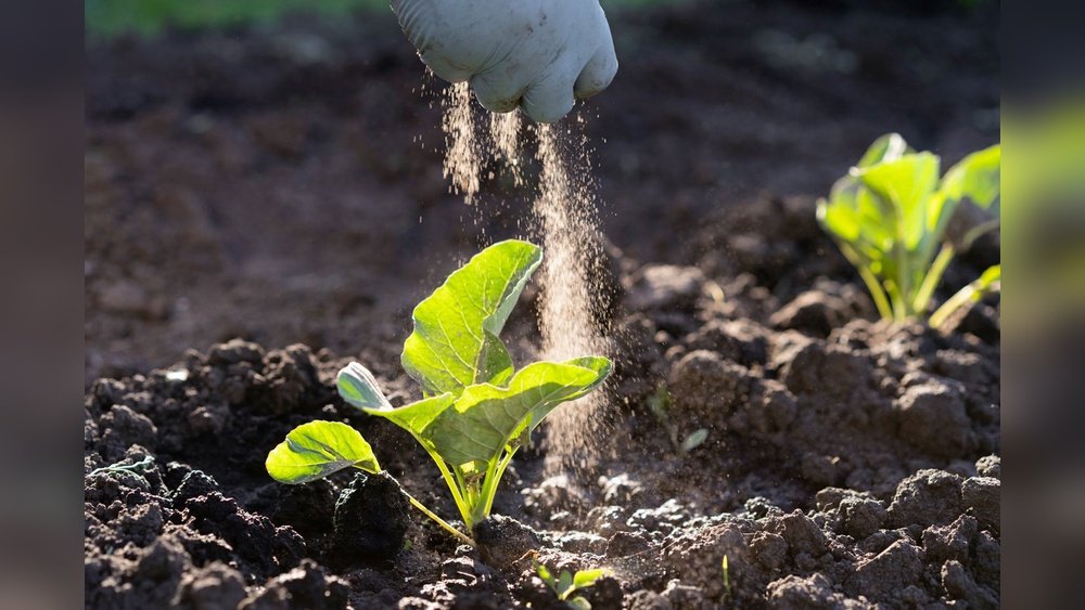 How to Side Dress Vegetables With Fertilizer
