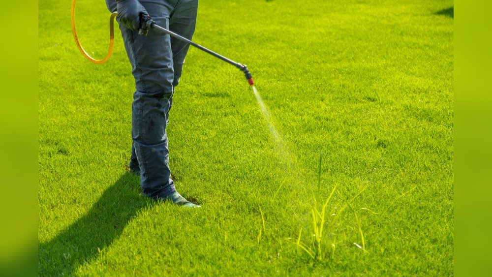 How to Stop Weeds Coming Back After Spraying
