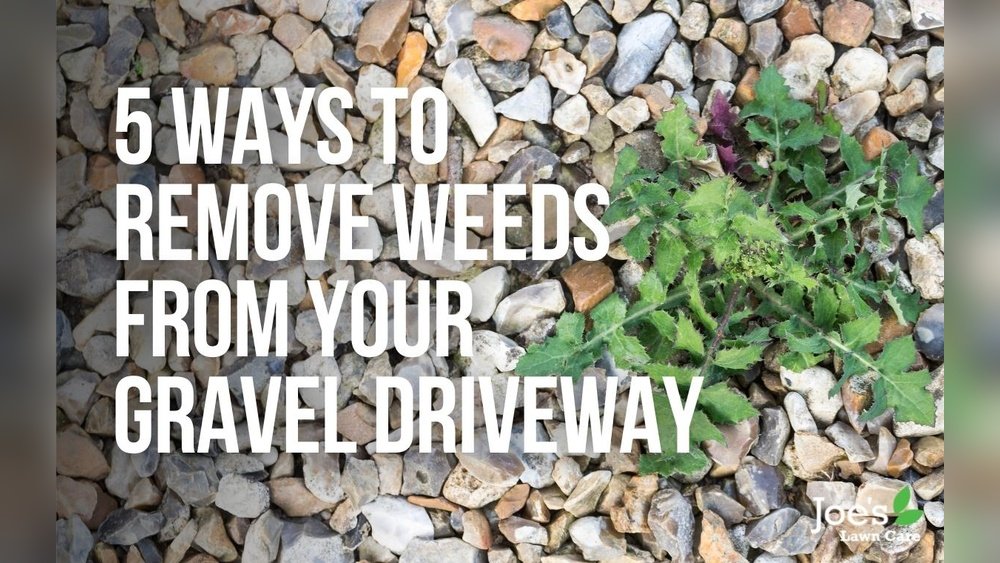 How to Stop Weeds Growing Through Gravel Guide