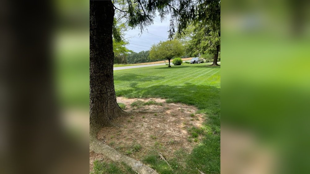How to Stop Weeds under Pine Trees Tips