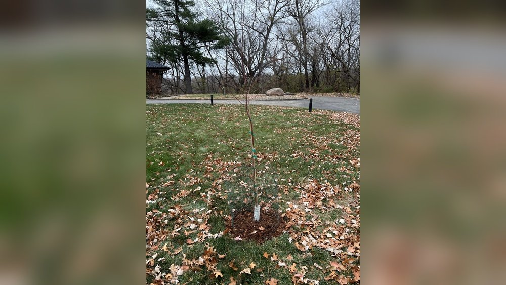 How to Transplant a Small Tree Guide Tips