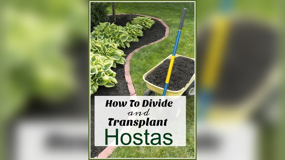 How to Transplant Hostas Correctly Tips