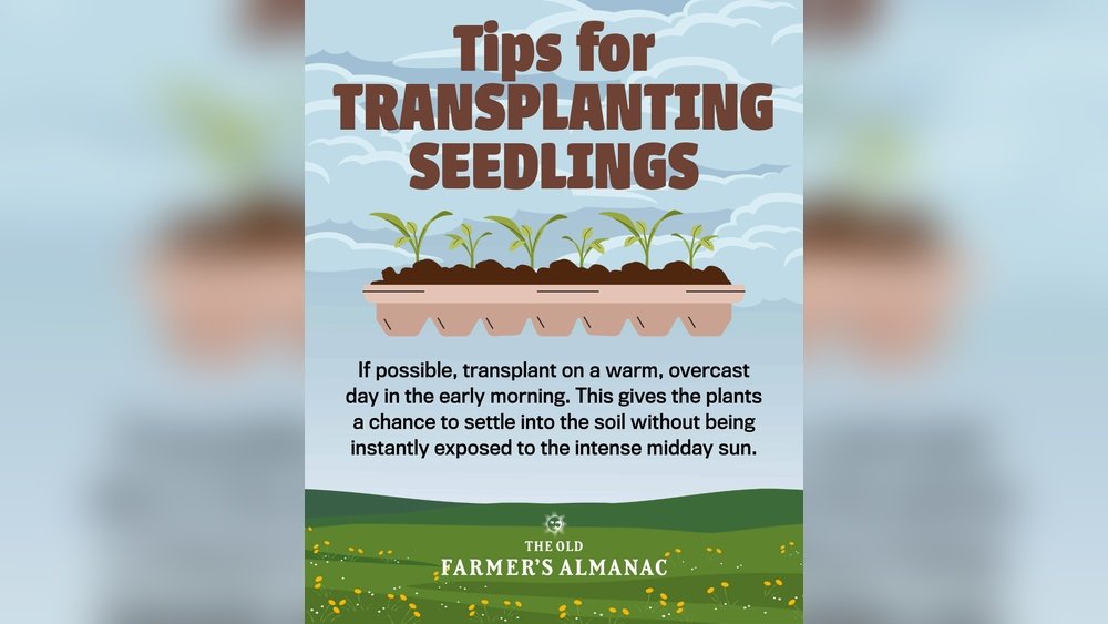 How to Transplant Seedlings to Garden Tips