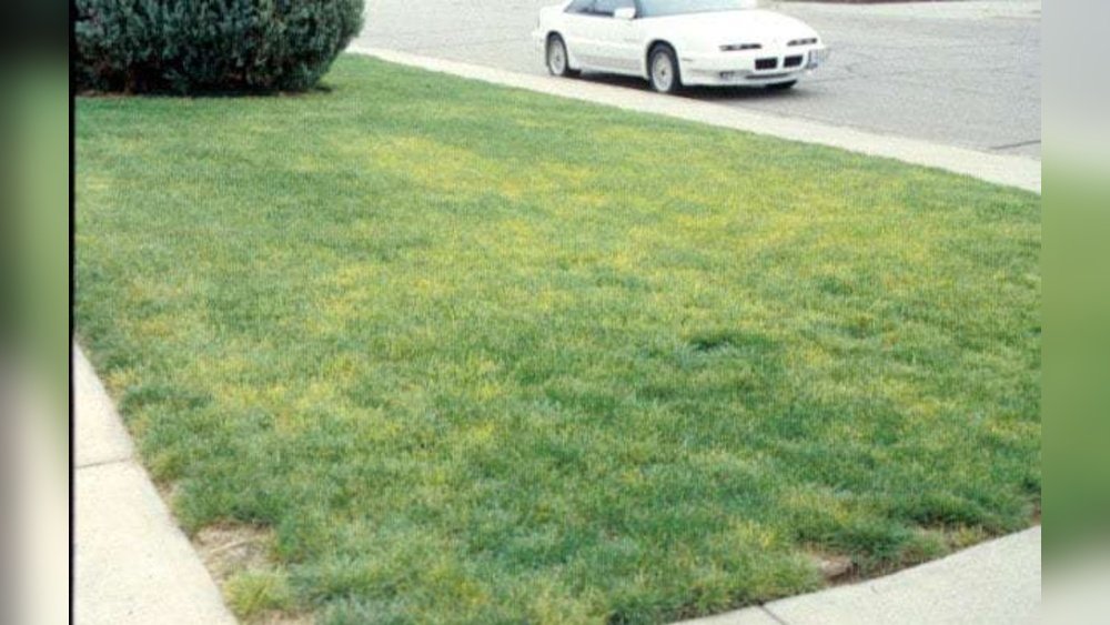 How to Treat Iron Deficiency in Lawn