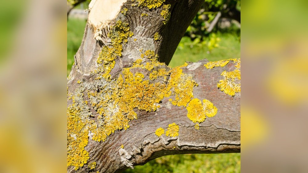 How to Treat Tree Trunk Disease Tips