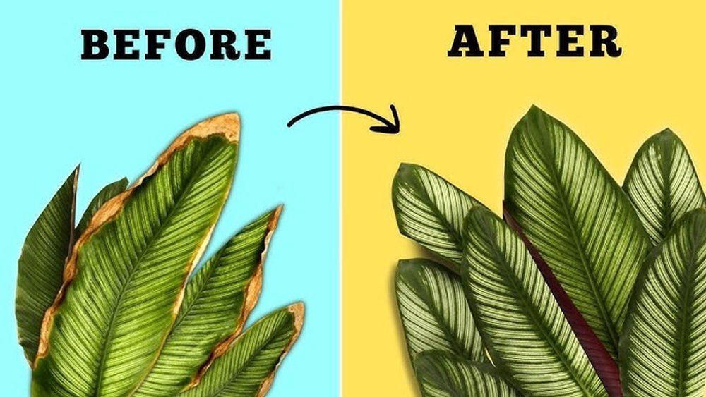 How to Treat Yellowing Tree Leaves Tips