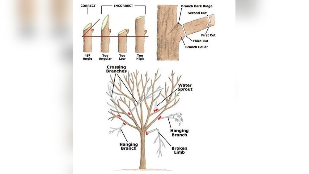 How to Trim around Trees Without Killing Them