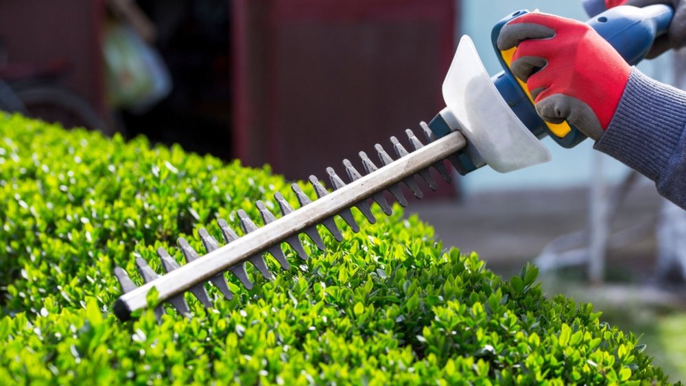 How to Trim Hedges With Hedge Trimmer Tips