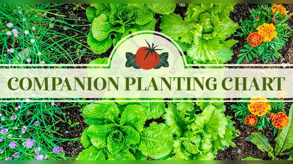 How to Use Companion Planting Chart Tips