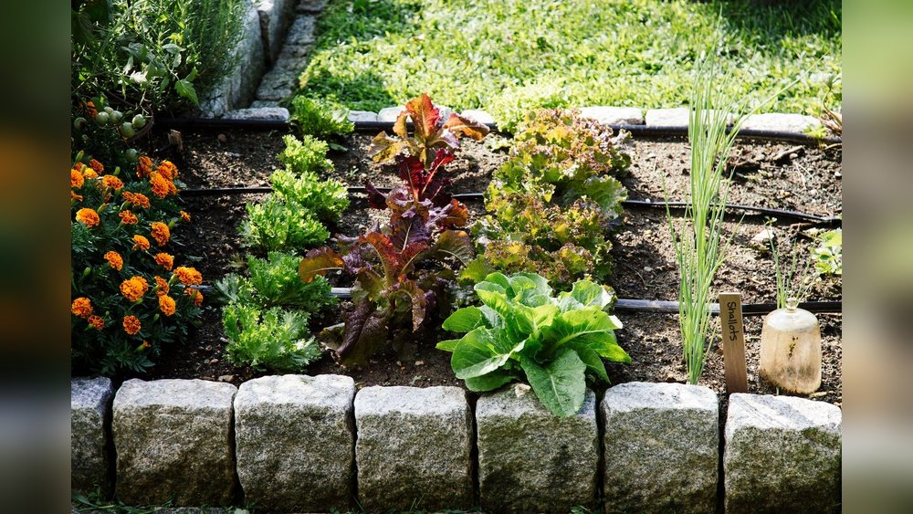 How to Water Raised Garden Bed Correctly