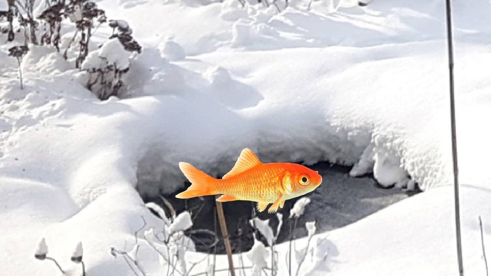 How to Winterize a Garden Pond Tips