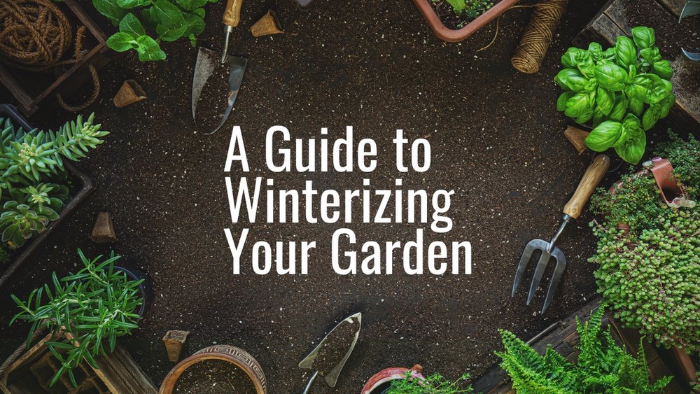 How to Winterize Outdoor Plants Tips