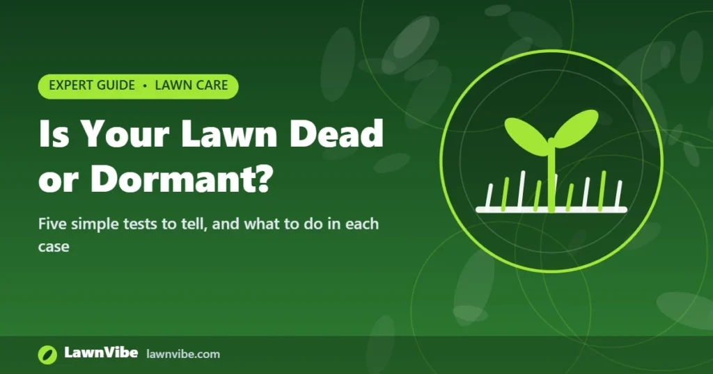 Is Your Lawn Dead or Dormant? - is my lawn dead or dormant